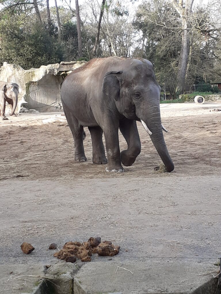 Elepants at Palmyre Zoo Royan